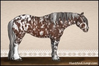 Horse Color:Silver Bay Appaloosa and Brown Appaloosa