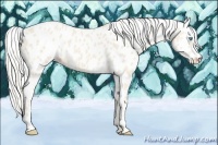 Horse Color:Cremello Leopard 