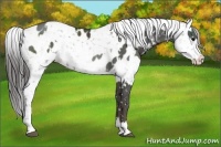 Horse Color:Silver Black Appaloosa and Brown Appaloosa