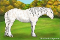 Horse Color:Cremello Appaloosa 