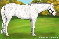 Horse Color:Cremello Appaloosa