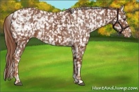 Horse Color:Chestnut Appaloosa and Chestnut Appaloosa