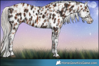 Horse Color:Chestnut Near Leopard and Silver Brown Near Leopard