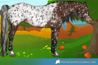 Horse Color:Silver Brown Appaloosa  and Gray Bay Appaloosa 