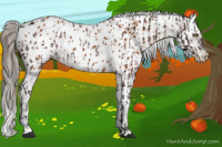 Horse Color:Silver Brown Appaloosa  and Gray Bay Appaloosa 