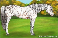 Horse Color:Bay Appaloosa  and Bay Appaloosa 