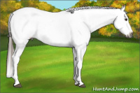 Horse Color:Gray Chestnut Appaloosa  and Gray White Spotted Chestnut Appaloosa 
