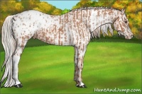 Horse Color:Chestnut Appaloosa  and Gold Champagne Appaloosa 