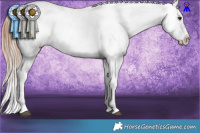 Horse Color:Bay Appaloosa  and Bay Tobiano Appaloosa