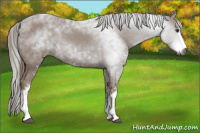 Horse Color:Gray Chestnut Sabino