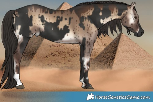 Horse Color:Liver Chestnut  and Liver Red Dun Onyx Brindle 