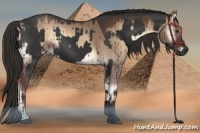 Horse Color:Liver Chestnut and Liver Red Dun Onyx