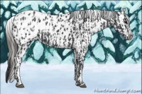 Horse Color:Black Appaloosa  and Black Appaloosa 