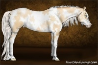 Horse Color:White Spotted Silver Sable Champagne Pearl Sabino
