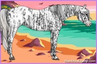 Horse Color:Blue Roan Appaloosa  and Silver Blue Roan Appaloosa 