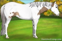 Horse Color:Bay Dun Splash Tobiano Appaloosa Rabicano