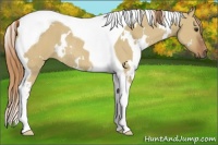 Horse Color:White Spotted Red Dun Tobiano Rabicano 
