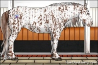 Horse Color:Chestnut Appaloosa  and Red Dun Appaloosa 