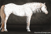 Horse Color:Chestnut Blanket  and White Spotted Chestnut Blanket 
