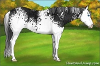 Horse Color:White Spotted Black Ice Splash