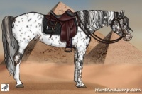 Horse Color:Silver Black Appaloosa  and Liver Chestnut Appaloosa 
