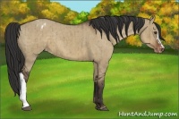 Horse Color:Liver Red Dun Appaloosa Brindle 
