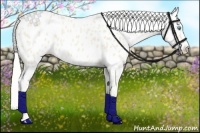Horse Color:Cremello Appaloosa 