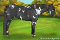 Horse Color:White Spotted Smoky Black Appaloosa 