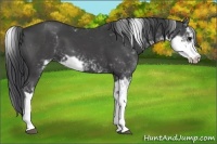 Horse Color:Black Sabino