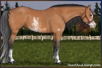 Horse Color:Bay Sabino 