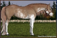 Horse Color:Chestnut Sabino