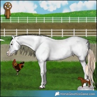 Horse Color:Liver Chestnut Near Leopard  and Chestnut Near Leopard 