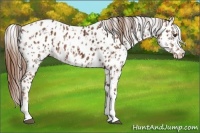 Horse Color:Chestnut Leopard  and Chestnut Leopard 