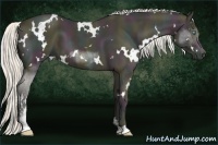 Horse Color:White Spotted Midnight Cremello Ice Sabino