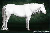 Horse Color:Liver Chestnut Appaloosa  and Liver Chestnut Appaloosa 