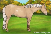 Horse Color:Silver Classic Champagne
