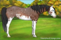 Horse Color:Bay Splash