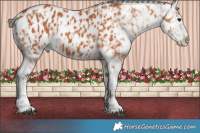 Horse Color:Bay Near Leopard  and Brown Near Leopard 