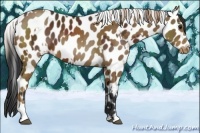 Horse Color:Bay Appaloosa  and Chocolate Palomino Appaloosa