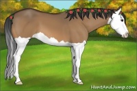 Horse Color:Brown Dun Splash 