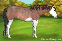 Horse Color:Bay Roan Splash Rabicano 