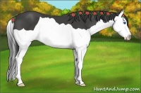 Horse Color:Smoky Black Splash 