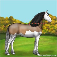 Horse Color:Bay Dun Splash 
