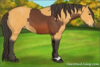 Horse Color:Bay and Buckskin