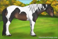 Horse Color:Brown Tobiano 