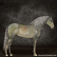 Horse Color:Chocolate Palomino 