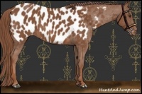 Horse Color:Chestnut Sabino Appaloosa 