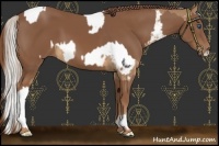 Horse Color:Palomino Splash Appaloosa Rabicano  and Chestnut