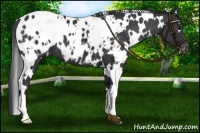 Horse Color:White Spotted Black Blanket 