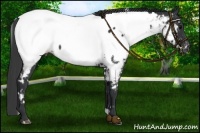 Horse Color:White Spotted Black Near Fewspot 